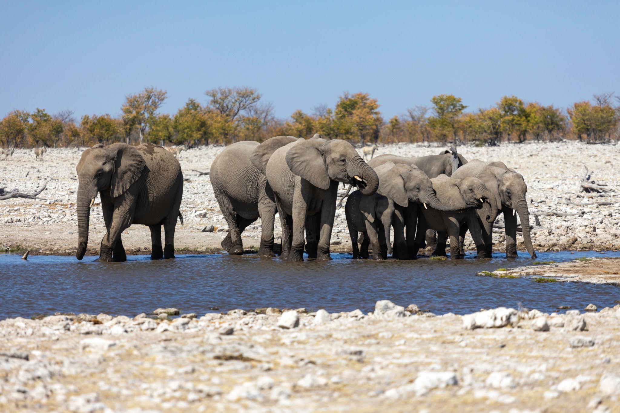 3 Days / 2 Nights Etosha National Park