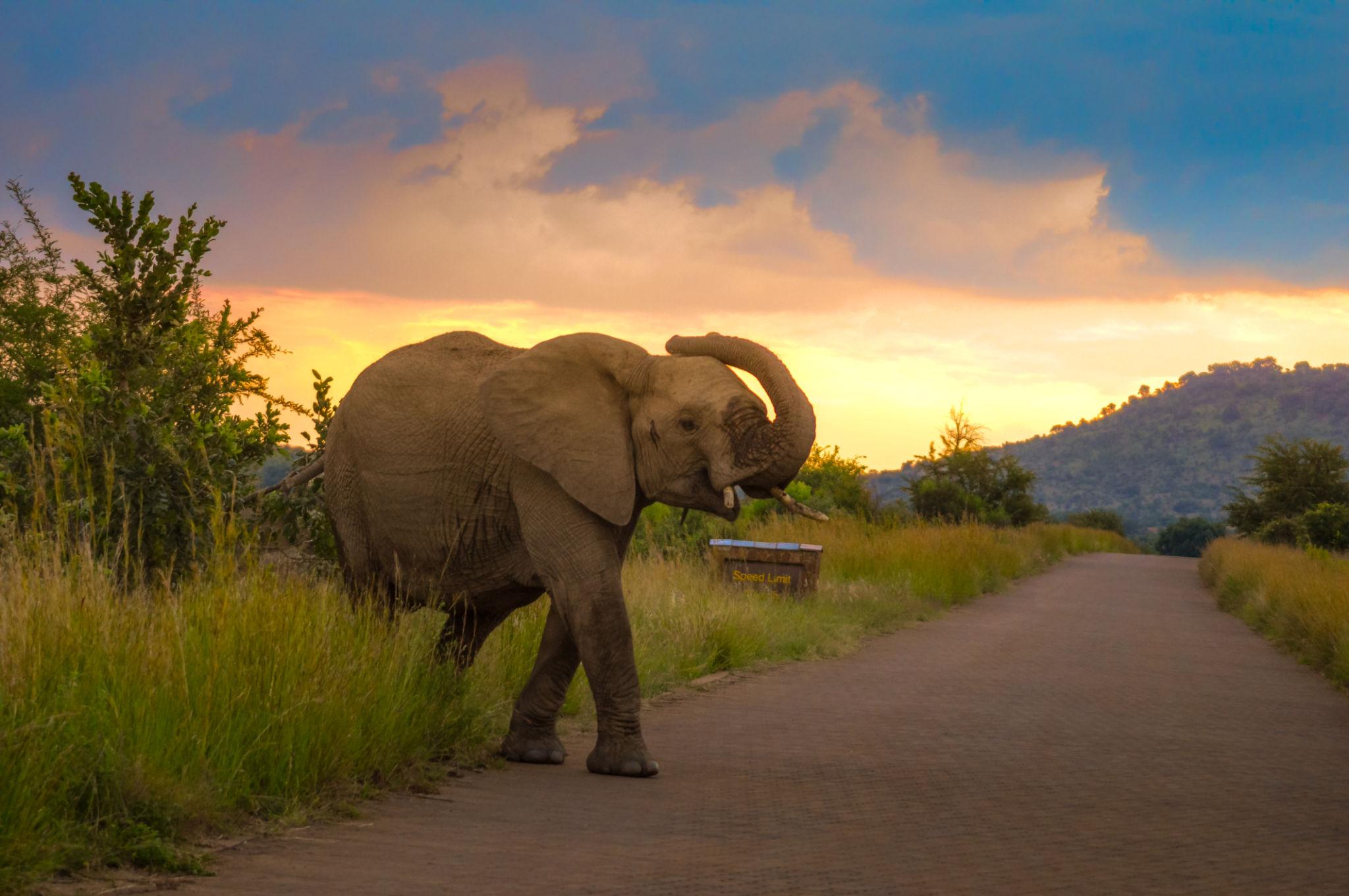 9 Days South Africa Safari & Cape Town Package