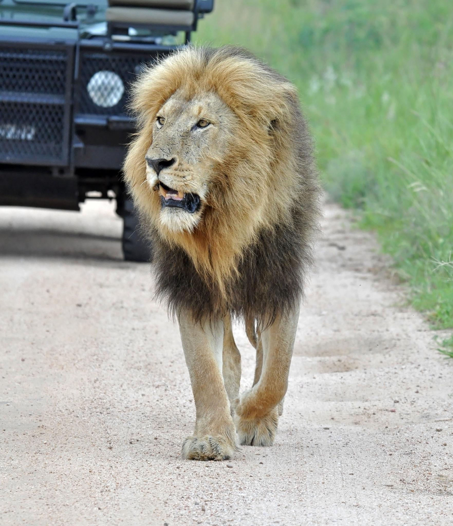 10 Days Cape to Kruger