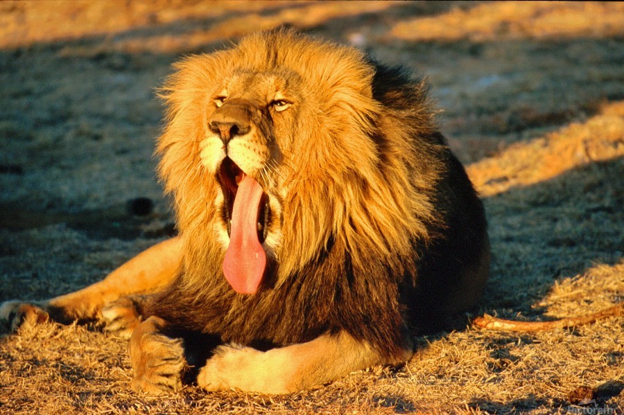 7-Day Rwanda Safari