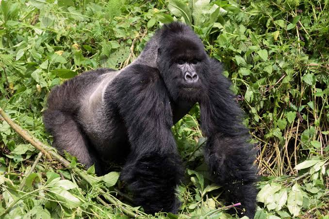 2 Nights 3 Days Gorilla Exploration
