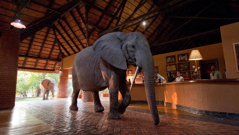 Zambia Walking Safari & Bat Migration