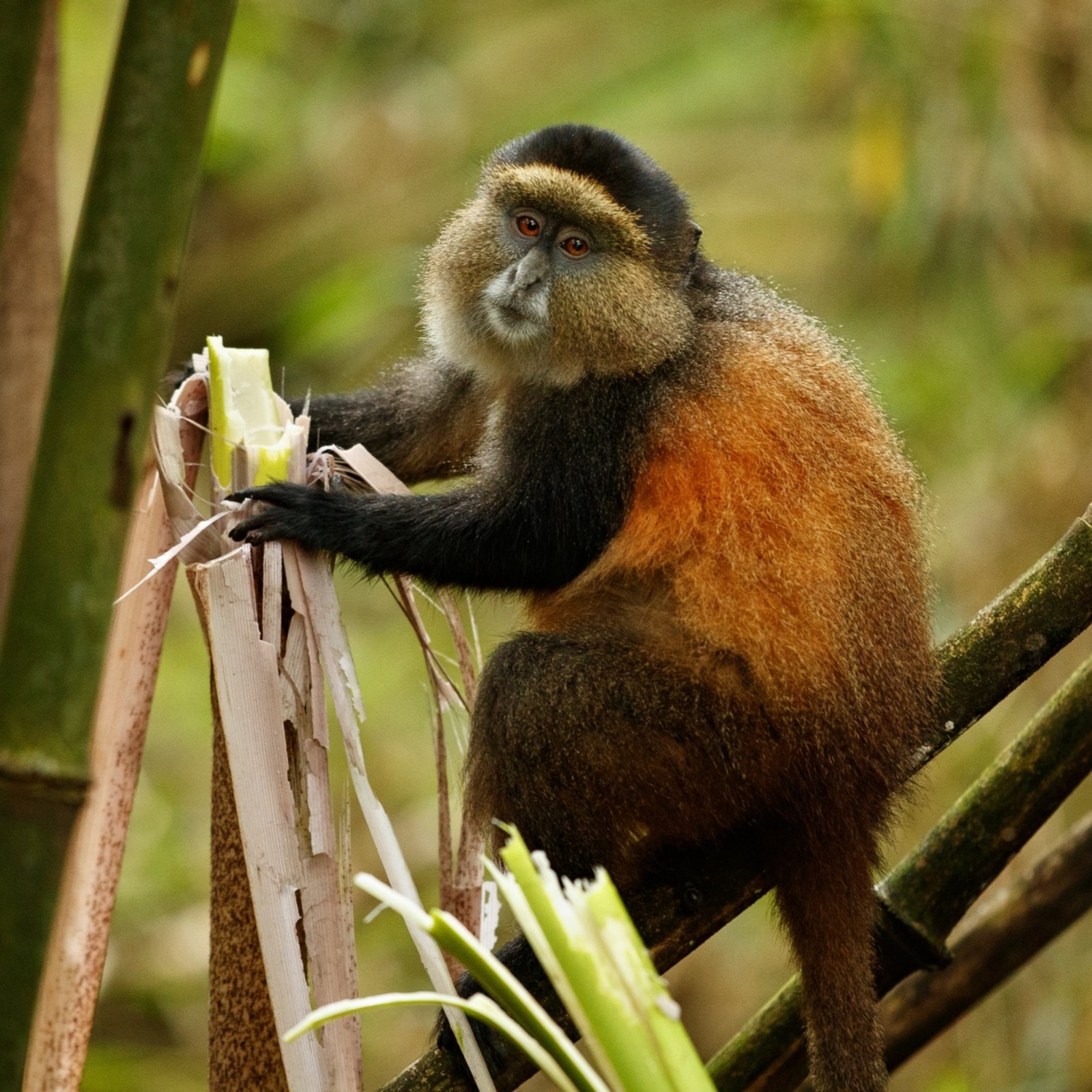3-Day Rwanda Gorilla & Golden Monkeys Safari