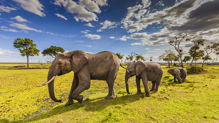 3 Nights 4 Days With The Red Elephants