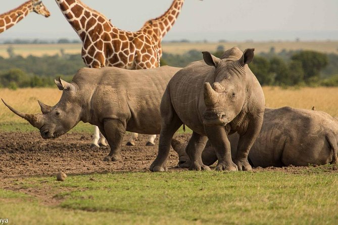2 Days / 1 Night Safari to Ol Pejeta Conservancy