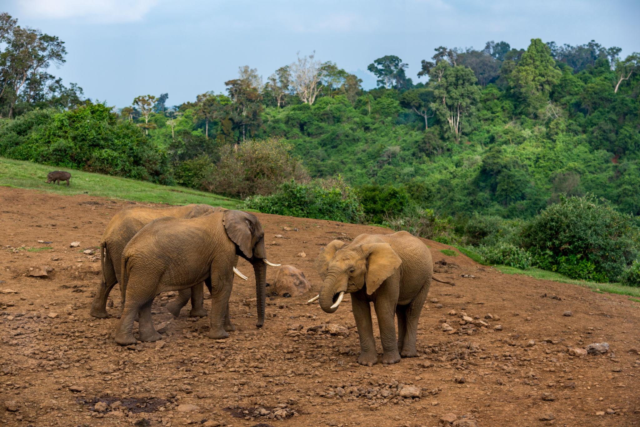 2 Days Aberdare National Park Safari Package